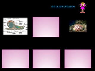 Sigue intentando
 