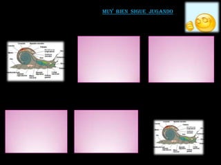 Muy bien sigue jugando