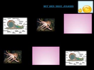 Muy bien sigue jugando