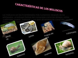 Los moluscos son los invertebrados más numerosos después de los
artrópodos , e incluyen formas tan conocidas como las almejas ,ostras
,calamares ,pulpos , babosas y una gran diversidad de caracoles, tanto
marinos como terrestres.