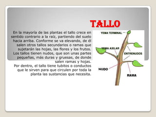 Tallo
 En la mayoría de las plantas el tallo crece en
sentido contrario a la raíz, partiendo del suelo
 hacia arriba. Conforme se va elevando, de él
   salen otros tallos secundarios o ramas que
    sujetarán las hojas, las flores y los frutos.
 Los tallos tienen nudos, que son unas partes
    pequeñas, más duras y gruesas, de donde
                            salen ramas y hojas.
  Por dentro, el tallo tiene tubitos o conductos
    que le sirven para que circulen por toda la
            planta las sustancias que necesita.
 