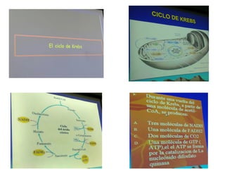 Diapositivas Bioquimica II segmento, III. Ciclo de Krebs