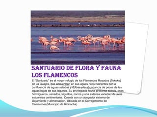 Santuario de Flora y Fauna Los FlamencosEl “Santuario” es el mayor refugio de los Flamencos Rosados (Tokoko) en La Guajira, que encuentran en sus aguas ricos nutrientes por la confluencia de aguas saladas y dulces y la abundancia de peces de las aguas bajas de sus lagunas. Su privilegiada fauna presenta zainos, osos hormigueros, venados, triguillos, zorros y una extensa variedad de aves estuarinas continentales. Cuenta con un acogedor sistema de alojamiento y alimentación. Ubicada en el Corregimiento de Camarones(Municipio de Riohacha)