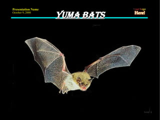 Yuma bats 