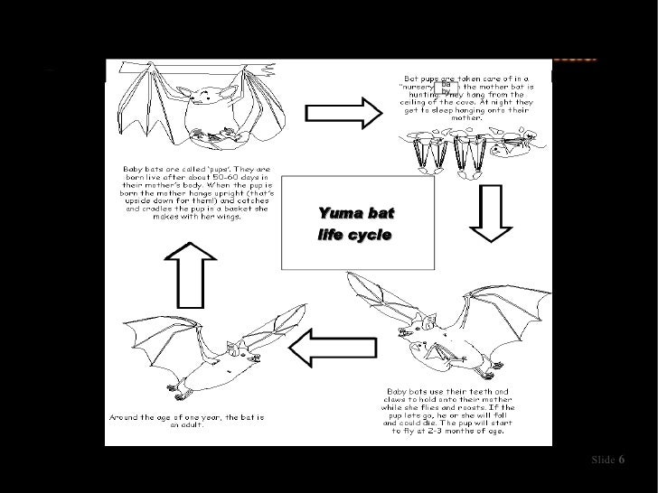 yuma bats by caedmon yuma bats by caedmon