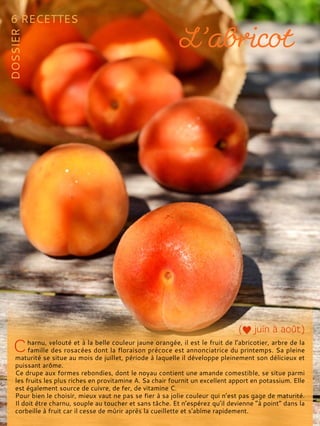 harnu, velouté et à la belle couleur jaune orangée, il est le fruit de l'abricotier, arbre de la
famille des rosacées dont la floraison précoce est annonciatrice du printemps. Sa pleine
maturité se situe au mois de juillet, période à laquelle il développe pleinement son délicieux et
puissant arôme.
Ce drupe aux formes rebondies, dont le noyau contient une amande comestible, se situe parmi
les fruits les plus riches en provitamine A. Sa chair fournit un excellent apport en potassium. Elle
est également source de cuivre, de fer, de vitamine C.
Pour bien le choisir, mieux vaut ne pas se fier à sa jolie couleur qui n’est pas gage de maturité.
Il doit être charnu, souple au toucher et sans tâche. Et n’espérez qu’il devienne “à point” dans la
corbeille à fruit car il cesse de mûrir après la cueillette et s'abîme rapidement.
 
