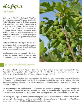 La figue, de “ficus” en latin puis “figo” en
provençal, est issue du “ficus carica”, figuier
de Carie (en Asie Mineure) d’où il est supposé
être originaire. Seul “ficus” comestible, il
produit lui aussi un latex, liquide laiteux et
abrasif, qui coule lorsqu’on entaille ses
branches ou lorsque l’on cueille ses fruits.
Attention donc à la récolte ! Même si ce “lait
de figuier” était vanté par les antiques grecs
et romains pour un usage domestique voire
médicinal…
La figue était la base du régime des athlètes
olympiques. On la consommait alors fraîche,
sèche ou on en faisait un sirop, le defritum,
pour accommoder les mets…
Les Romains gaveront leurs oies de figues
et le fruit donnera ainsi le nom au foie,
notamment des palmipèdes : ficatum.
À ne pas confondre avec la figue de Barbarie, fruit d’un cactus, la figue commune est le fruit du
figuier femelle qui produit 1 à 2 fois par an selon les variétés. Arbre du pourtour méditerranéen qui
craint le gel, on peut cependant le trouver jusqu’en Europe centrale.
Pour autant, la figue est un fruit emblématique du Sud et les plus gros producteurs sont l’Égypte,
la Turquie, l’Iran, la Grèce et le Maroc (60 % du volume mondial). La France arrive loin derrière avec
sa principale région productrice, le Var. On y cultive notamment l’unique figue AOP de France : la
figue de Solliès-Pont.
On dénombre plus de 1000 variétés : La Quintinie, le jardinier du potager du Roy en aurait planté
700, étirant la production de juin à octobre, car Louis XIV en était friand. La pépinière Baud dans
le Vaucluse en propose une trentaine à son catalogue mais en collectionne plus de 300 !
On distingue les figues blanches, comme la Longue d’Août, la Marseillaise ou la Blanche de Dalmatie
par exemple ; les noires ou violettes, comme la Bourjassotte, la noire de Caromb ou la Pastillère ;
et les grises comme celle, bifère (2 récoltes), de la Saint-Jean.
 