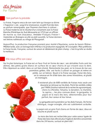 La fraise, fragaria vesca de son nom latin qui évoque sa divine
« fragrance », est, jusqu’à la renaissance, ce petit fruit des bois
au parfum remarquable, que l’homme cherchera à cultiver…
La fraise moderne est le résultat d’un croisement avec la fraise
blanche d’Amérique du Sud découverte en 1713 par un officier
de marine au nom évocateur, Amédée-François Frézier !
Implantée en Bretagne où elle se plaît aussitôt, la fraise donnera
ses lettres noblesses au village de Plougastel.
Aujourd’hui, la production française provient pour moitié d’Aquitaine, suivie du bassin Rhône-
Méditerranée, avec un tonnage bien inférieur à la production espagnole, N°1 européen. Mais préférons
la fraise locale, française, surtout de saison et idéalement de plein champ : c’est là qu’elle se révèle
la meilleure.
Sur le plan botanique, la fraise est un faux-fruit en forme de cœur ; ses véritables fruits sont les
akènes, des petits grains blancs en surface de ce cœur charnu et qui crissent sous la dent.
Elle s’épanouit au soleil, dans un sol bien drainé. Remontante (ou pas), on la trouve de mai aux
premières gelées. Elle est facile à cultiver en potager et même en
potée, sur un balcon. Quant à la fraise sauvage, fraise des bois,
on la ramasse en fin d’été dans des zones forestières, et plutôt
en montagne.
Il existerait plus de 600 variétés de fraises mais seule une
douzaine se retrouve sur les étals. Parmi les variétés créées
par l’INRA (Institut national de la recherche agronomique),
citons la ciflorette, l’elsanta, la darselect, la charlotte,
la capriss…, les plus connues étant la gariguette, la
pajaro et la mara des bois, sélectionnées pour leur
parfum, leur saveur et leur tenue.
La gariguette est la première sur les étals français. De forme
oblongue, rouge-orangée, elle est subtilement acidulée.
La pajaro est un gros fruit charnu en forme de cœur, doux en
bouche et plutôt sucré.
La mara des bois est recherchée pour cette saveur typée de
fraise des bois mais elle est plus fragile et doit être consommée
dans les 24 heures, surtout en plein été !
 