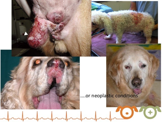 cutaneous lymphoma dog