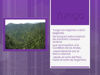 Yunga
Yunga son regiones o eco

regiones

De bosques (selva tropical
de montaña y bosque
andino)
que acompañan a la
Cordillera de los Andes,
especialmente por el
flanco oriental,
desde el norte del Perú
hasta el norte de Argentina

 