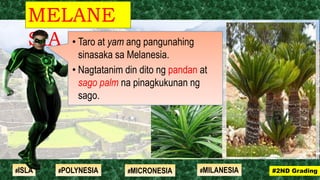 MELANE
SIA
#2ND Grading#ISLA #MILANESIA#POLYNESIA #MICRONESIA
• Taro at yam ang pangunahing
sinasaka sa Melanesia.
• Nagtatanim din dito ng pandan at
sago palm na pinagkukunan ng
sago.
 