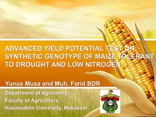 ADVANCED YIELD POTENTIAL TEST ON
SYNTHETIC GENOTYPE OF MAIZE TOLERANT
TO DROUGHT AND LOW NITROGEN
Yunus Musa and Muh. Farid BDR
Department of Agronomy,
Faculty of Agriculture,
Hasanuddin University, Makassar
 