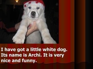 I have got a little white dog. Its name is Archi. It is very nice and funny. 