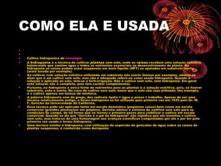 COMO ELA E USADA
•
•
•   Cultivo hidroponico de morangos
•   A hidroponia é a técnica de cultivar plantas sem solo, onde as raízes recebem uma solução nutritiva
    balanceada que contém água e todos os nutrientes essenciais ao desenvolvimento da planta. Na
    hidroponia as raízes podem estar suspensas em meio liquido (NFT) ou apoiadas em substrato inerte
    (areia lavada por exemplo).
•   Ao cultivar com solução nutritiva utilizando um substrato não inerte (húmus por exemplo), admite-se
    dizer que é um cultivo sem solo, mas não é adequado referir-se como sendo hidroponia. Quando a
    solução é aplicada ao solo, tem-se a ferti-irrigação. Não é cultivo sem solo, nem hidroponia. Em geral
    esta solução não é completa, pois tem caráter complementar.
•   Portanto, na hidroponia a única fonte de nutrientes para as plantas é a solução nutritiva, pois, se houver
    substrato, este é inerte. No caso de cultivo sem solo, basta que o solo não seja utilizado. Um exemplo,
    é o cultivo apenas em húmus de minhoca.
•   A palavra hidroponia vem do grego, dos radicais hydro = água e ponos = trabalho. Apesar de ser uma
    técnica relativamente antiga, o termo hidroponia só foi utilizado pela primeira vez em 1935 pelo Dr. W.
    F. Gericke da Universidade da Califórnia.
•   Essa técnica pode ser aplicada tanto em escala doméstica (pequenos vasos) bem como em escala
    comercial (grandes plantações em galpões). Gericke adotou o sistema de cultivo sem solo para as
    condições de campo, de tal forma que se tornou o primeiro passo para viabilizar o cultivo em escala
    comercial. Quando se diz que "Gericke é o pai da hidroponia" não significa que ele inventou o cultivo
    sem solo, mas trata-se de uma homenagem aos avanços científicos conquistados por ele e por ter pela
    primeira vez usado o termo hidroponia.
•   Uma técnica similar à hidroponia, com utilização de aspersão de gotículas de água sobre as raízes de
    plantas suspensas, é conhecida como Aeroponia
 