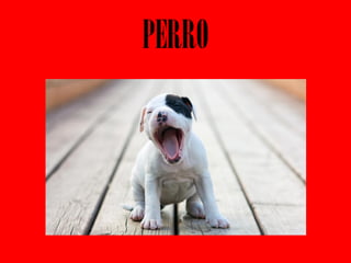PERRO