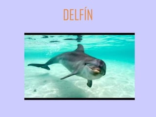 DELFÍN
 
