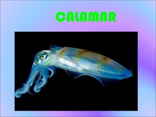 CALAMAR