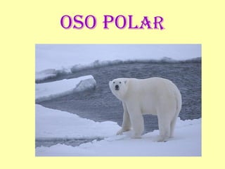OsO pOlar