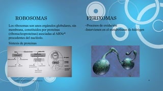 Perixomas TRANSPORTE CELULAR | PPTX