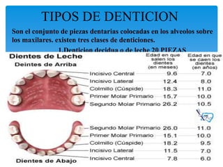 TIPOS DE DENTICION
Son el conjunto de piezas dentarias colocadas en los alveolos sobre
los maxilares. existen tres clases de denticiones.
                1.Denticion decidua o de leche 20 PIEZAS
 