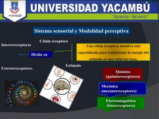 Célula receptora
Estimulo
Divide en
Interorreceptores
Exterorreceptores.
Química
(quimiorreceptores)
Mecánica
(mecanorreceptores)
Electromagnética
(fotorreceptores)
 