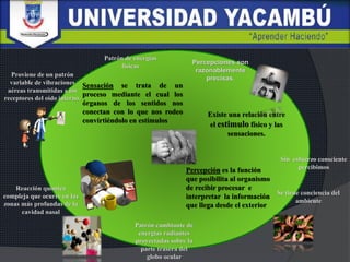 Sin esfuerzo consciente
percibimos
Se tiene conciencia del
ambiente
Patrón de energías
físicas
Reacción química
compleja que ocurre en las
zonas más profundas de la
cavidad nasal
Patrón cambiante de
energías radiantes
proyectadas sobre la
parte trasera del
globo ocular
Proviene de un patrón
variable de vibraciones
aéreas transmitidas a los
receptores del oído interno.
Percepciones son
razonablemente
precisas.
Sensación se trata de un
proceso mediante el cual los
órganos de los sentidos nos
conectan con lo que nos rodeo
convirtiéndolo en estímulos
Percepción es la función
que posibilita al organismo
de recibir procesar e
interpretar la información
que llega desde el exterior
Existe una relación entre
el estimulo físico y las
sensaciones.
 