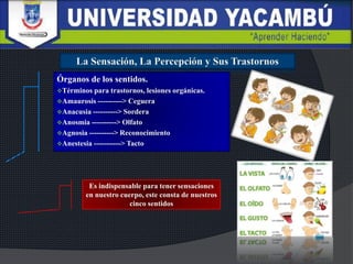 Órganos de los sentidos.
Términos para trastornos, lesiones orgánicas.
Amaurosis ----------> Ceguera
Anacusia ----------> Sordera
Anosmia ----------> Olfato
Agnosia ----------> Reconocimiento
Anestesia -----------> Tacto
Es indispensable para tener sensaciones
en nuestro cuerpo, este consta de nuestros
cinco sentidos
 