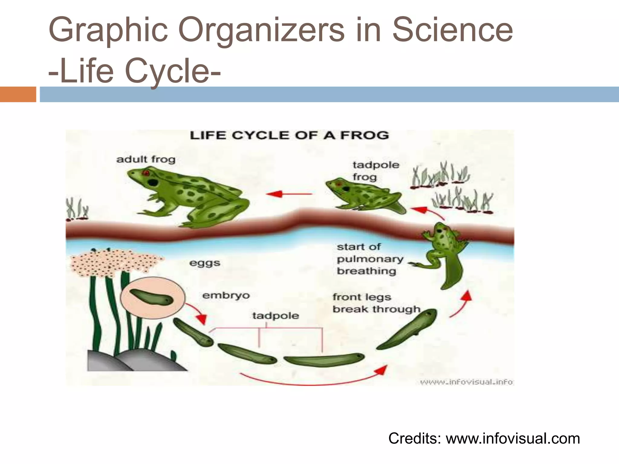 Graphic Organizers in Science-Life Cycle-Credits: www.infovisual.com