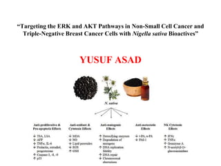 “Targeting the ERK and AKT Pathways in Non-Small Cell Cancer and
Triple-Negative Breast Cancer Cells with Nigella sativa Bioactives”
YUSUF ASAD
 