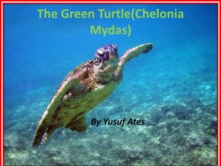 The Green Turtle(Chelonia 
Mydas) 
By Yusuf Ates 
 