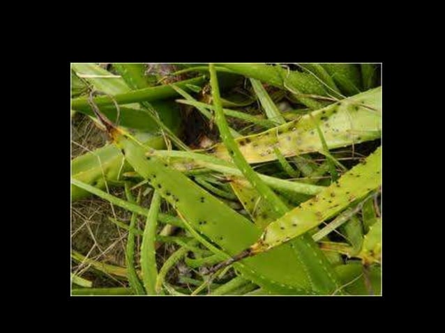 diseases of aloe vera | PPT