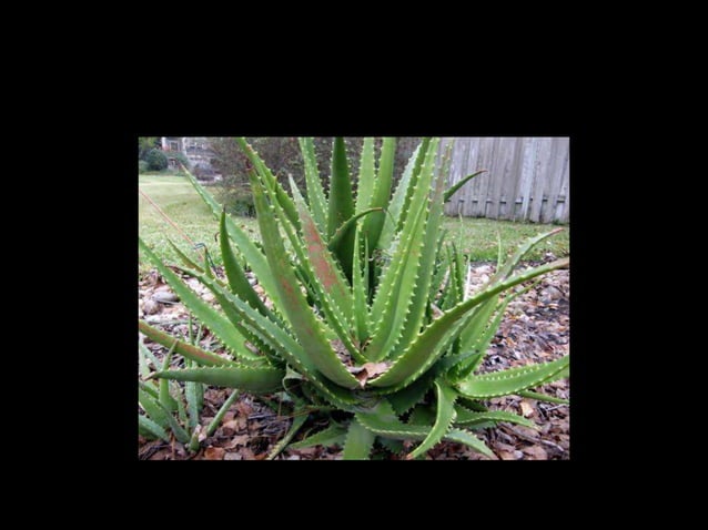 diseases of aloe vera | PPTX