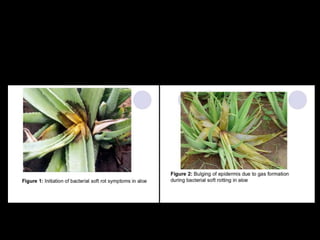 diseases of aloe vera | PPTX