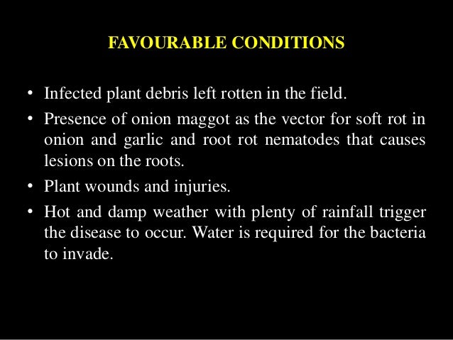 diseases of aloe vera