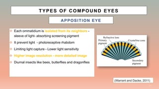 Diurnal Insect Eye Vision and visual navigation in nocturnal insects | PDF