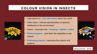 Vision and visual navigation in nocturnal insects | PDF