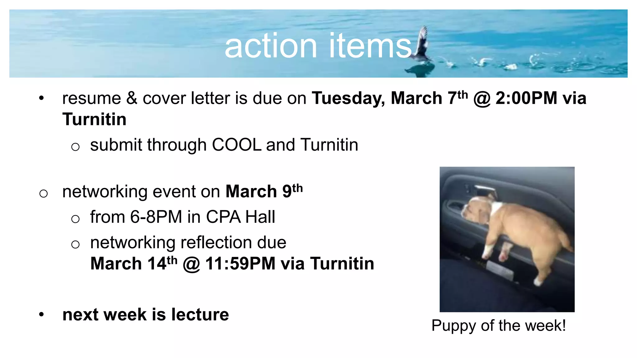 action items
• resume & cover letter is due on Tuesday, March 7th @ 2:00PM via
Turnitin
o submit through COOL and Turnitin
o networking event on March 9th
o from 6-8PM in CPA Hall
o networking reflection due
March 14th @ 11:59PM via Turnitin
• next week is lecture
Puppy of the week!
 