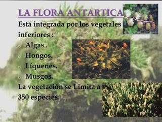 LA FLORA ANTARTICA
Está integrada por los vegetales
inferiores :
o Algas .
o Hongos.
o Líquenes.
o Musgos.
La vegetación se Limita a
350 especies.