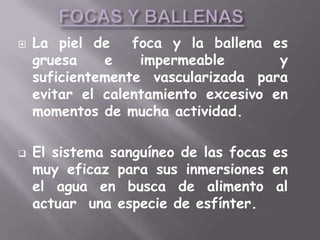  La piel de foca y la ballena es
gruesa e impermeable y
suficientemente vascularizada para
evitar el calentamiento excesivo en
momentos de mucha actividad.
El sistema sanguíneo de las focas es
muy eficaz para sus inmersiones en
el agua en busca de alimento al
actuar una especie de esfínter.