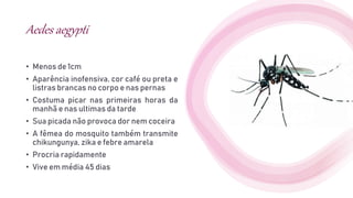 Aedes aegypti
• Menos de 1cm
• Aparência inofensiva, cor café ou preta e
listras brancas no corpo e nas pernas
• Costuma picar nas primeiras horas da
manhã e nas ultimas da tarde
• Sua picada não provoca dor nem coceira
• A fêmea do mosquito também transmite
chikungunya, zika e febre amarela
• Procria rapidamente
• Vive em média 45 dias
 