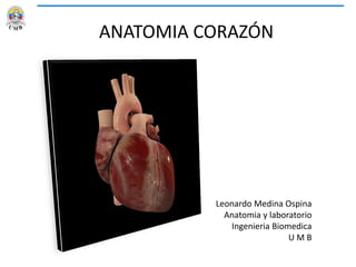 ANATOMIA CORAZÓN
Leonardo Medina Ospina
Anatomia y laboratorio
Ingenieria Biomedica
U M B
 