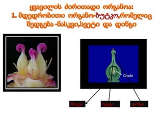 ნასკვი სვეტი დინგი
 