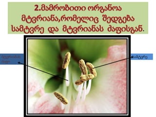 .
სამტვრემტვრიანას
ძაფი
 