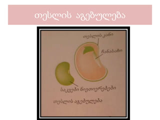 თესლის აგებულება
 