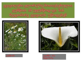 ყუნწიანი უყუნწო ანუ
მჯდომარე
 