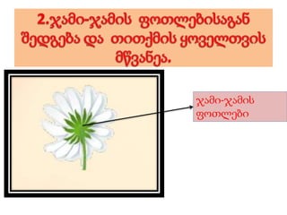 ჯამი-ჯამის
ფოთლები
 