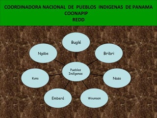 COORDINADORA NACIONAL  DE  PUEBLOS  INDIGENAS  DE PANAMA COONAPIP  REDD Ngäbe Kuna Emberá Wounaan Naso Bribri Buglé Pueblos  Indígenas  