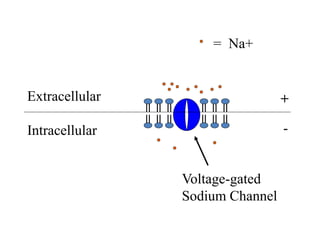 Extracellular
Intracellular
= Na+
Voltage-gated
Sodium Channel
+
-
 