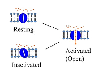 Resting
Activated
(Open)
Inactivated
 