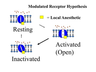 Resting
Activated
(Open)
Inactivated
= Local Anesthetic
Modulated Receptor Hypothesis
 